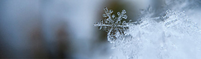 Vinter i drivhuset